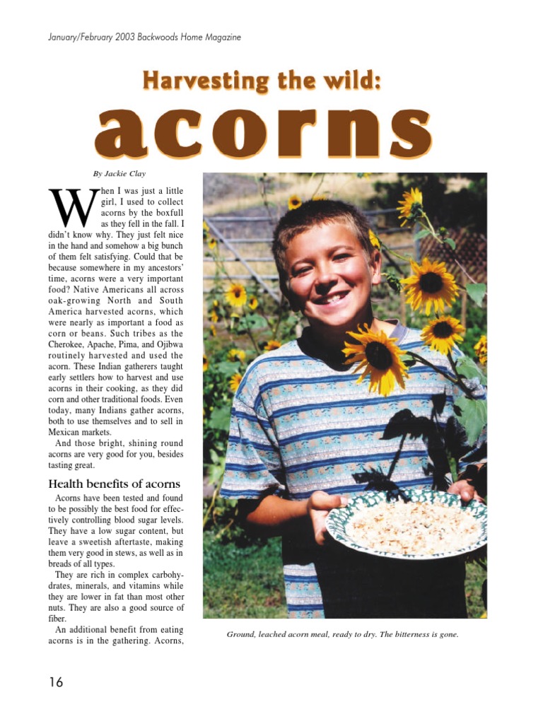 Harvesting and Processing Acorns | PDF | Flour | Acorn