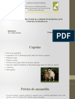 Piața Cărnii de Ovine