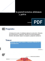 Semana 07 - Musuculos de La Pared Toracica Abdomen y Pelvis