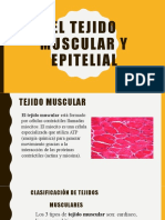 El Tejido Muscular