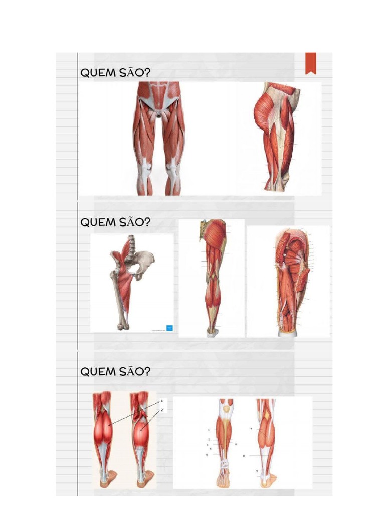 Musculos Inferiores | PDF