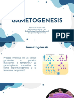 Gametolgenesis