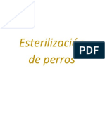 Esterilización canina: beneficios y cuidados posteriores a la cirugía