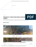 Chaparrón y Vientos Tiran Árbol Centenario en Zócalo de Oaxaca - El Financiero