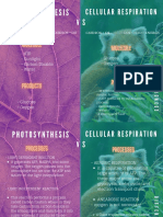 Differences of Photosynthesis and Cellular Respiration