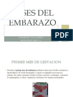 Fases Del Embarazo