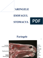 Faringele Esofagul Stomacul