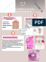 Desarrollo Del Periodonto