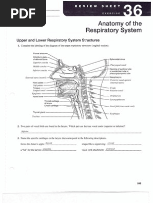 A P Lab Ex 36 Respiratory Tract Lung