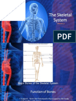 The Skeletal System: Bones and Joints