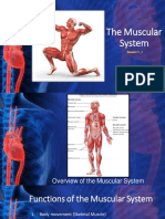 Module 9 - 3 - Muscular System