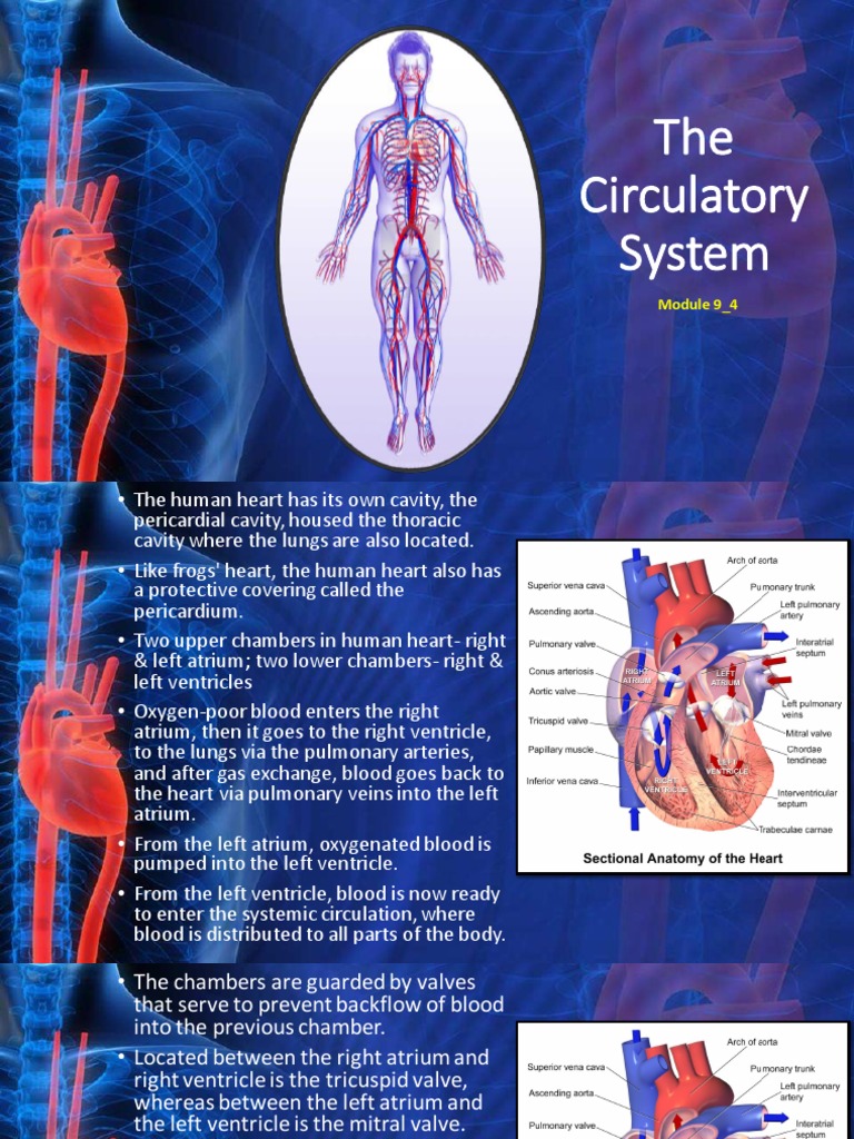 Module 9_4 Circulatory System PDF Blood Type Heart Valve