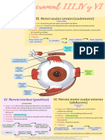 Pares Craneales Iii, Iv y Vi