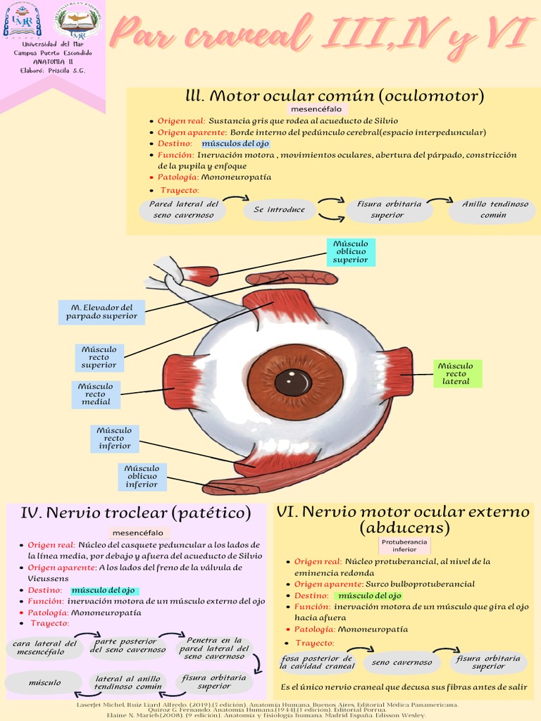 Trayecto Y Funci n De Nervios Oculomotores PDF