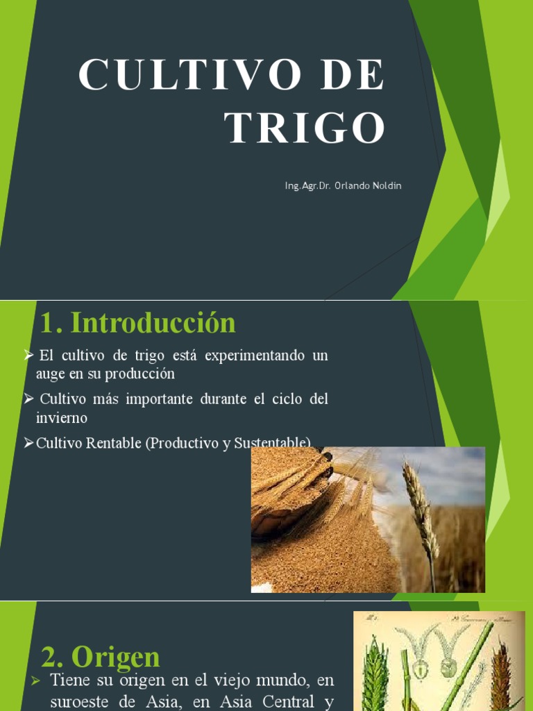 Cultivo y Origen del Trigo en Argentina | PDF | Trigo | Cereales