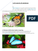 10 tipos de especies de mariposas