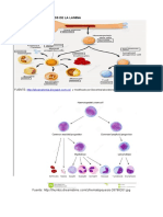 Tejido Hematopoyetico Guia 1