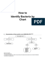 Identify Bacteria with this Gram Stain Chart