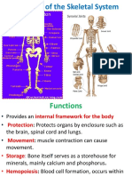 Part 4 - Human Skeletal System