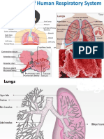 Part 5 - Human Respiratory System