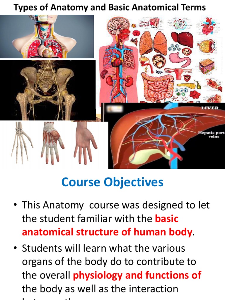 Part 1 Types of Anatomy and Basic Anatomical Terms PDF Anatomical