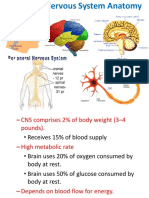 Part 12 - Human Nervous System Anatomy