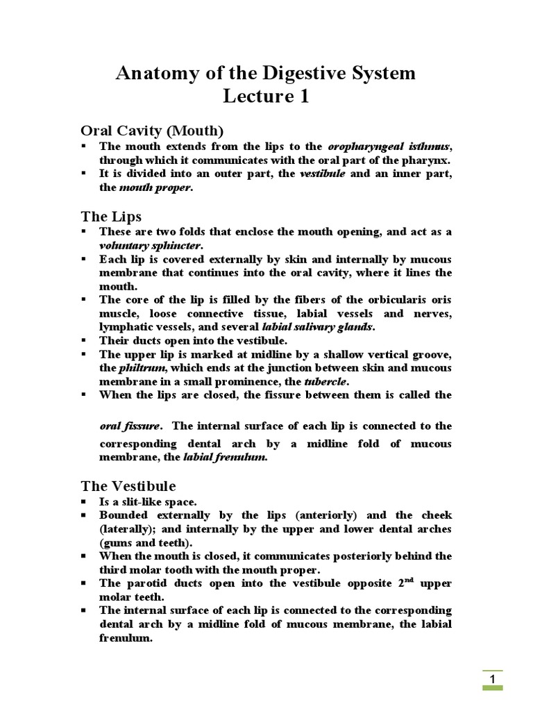 Anatomy of The Digestive System (Lecture 1 - 5) | PDF