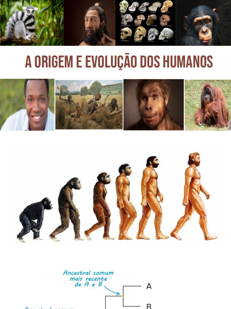 A Origem e Evolução dos Humanos Desde os Primeiros Primatas | PDF ...