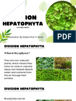 Division Hepatophyta
