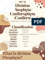 Division PinophytaConiferophyta (Conifers)