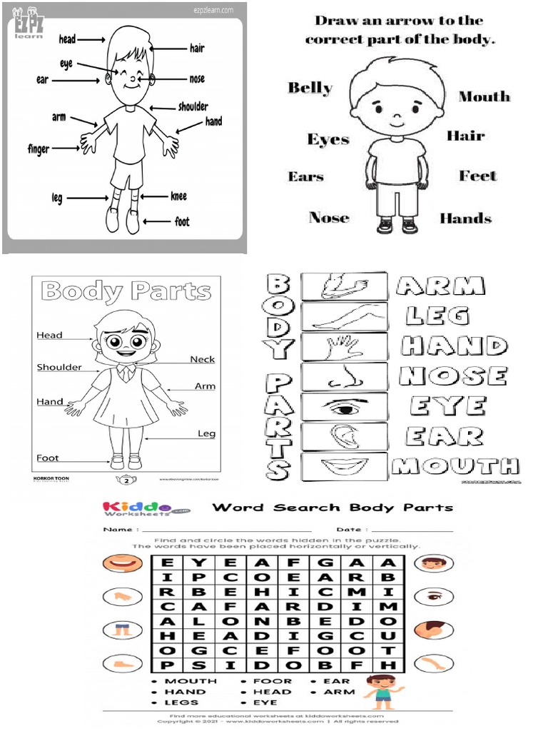 Body Parts | PDF