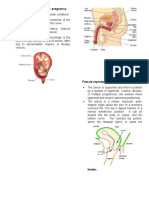 Reproductive System