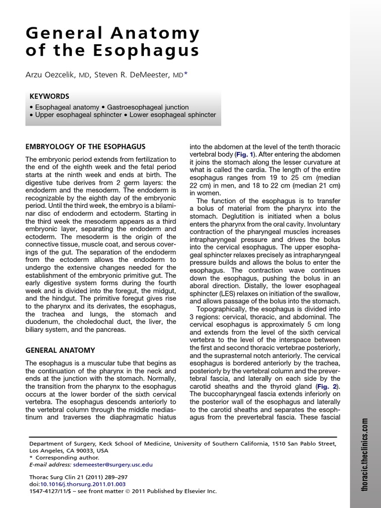 Anatomy of the Esophagus Explained | PDF | Esophagus | Common Carotid ...