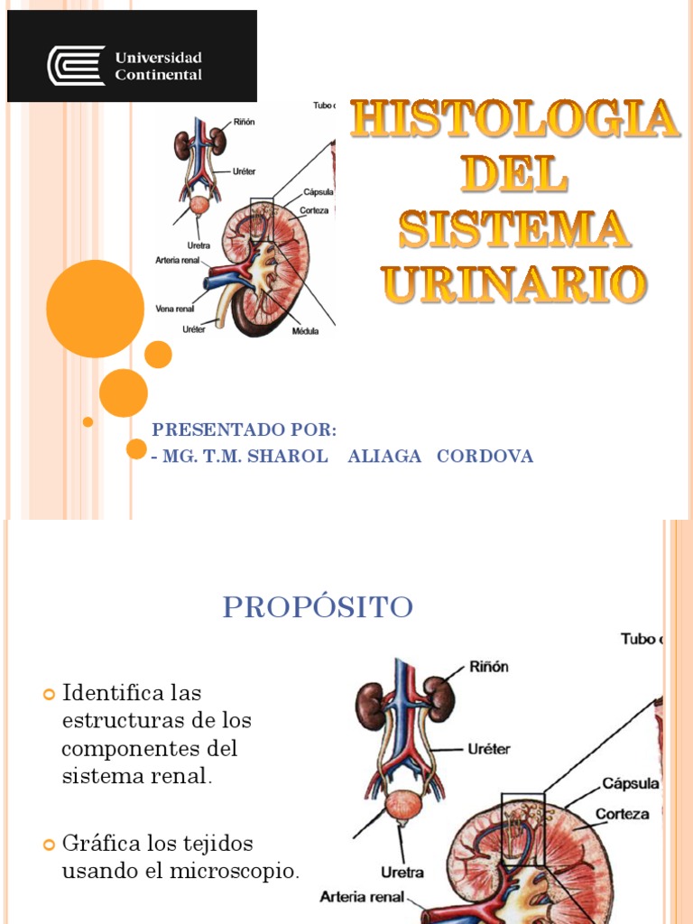 Tejido Del Sist. Renal | PDF | Riñón | Sistema urinario