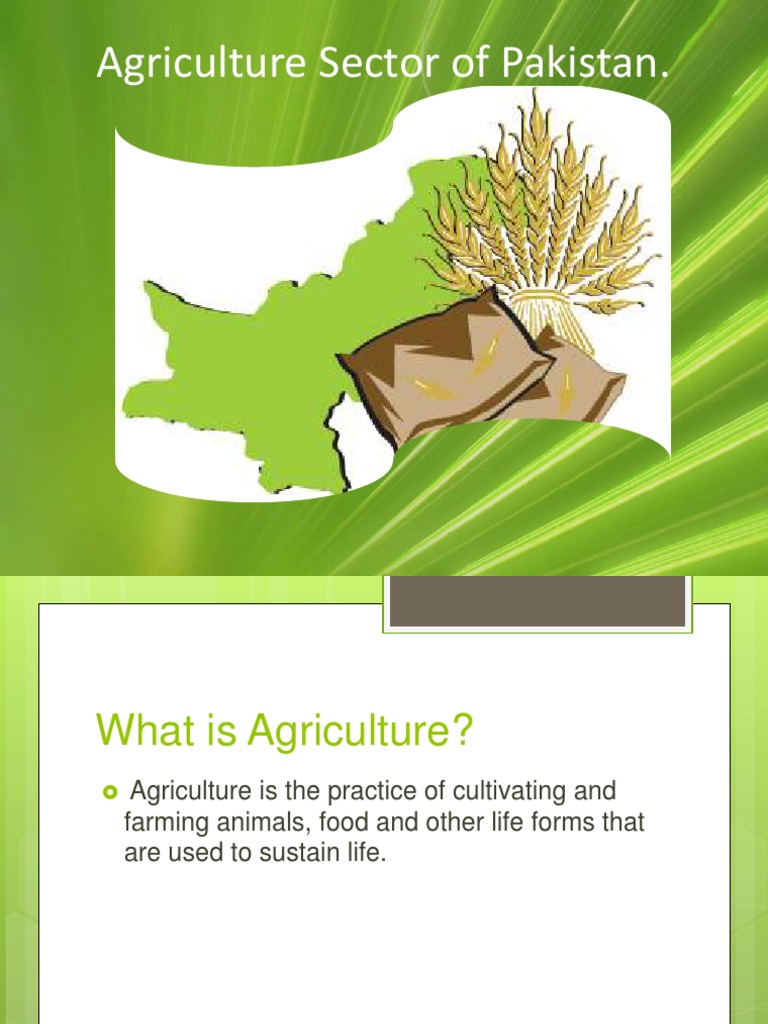 CH # 9 Agriculture Sector of Pakistan | PDF | Agriculture | Rice
