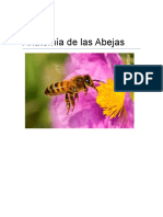 Anatomia de La Abeja