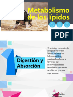 Metabolismo Lípidos 1