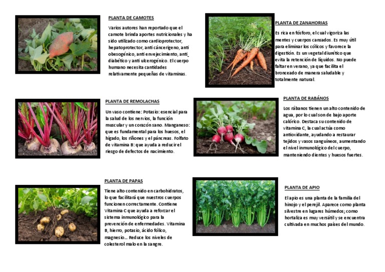 Plantas Tuberosas | PDF | Cocina, comidas y vino | Salud y bienestar