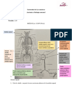 Medula Espinal - Neuroanatomía
