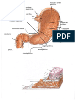Partes Dntro Del L Estómago