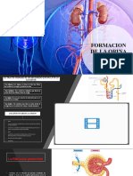 Formacion Orina