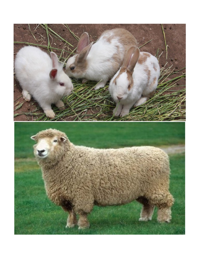 Animales de Granja | PDF