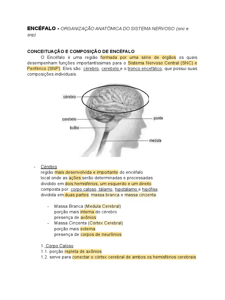 Anatomia Do Encéfalo Pdf Cérebro Sistema Nervoso Central