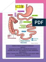 Eq 1 - Myar - Esquema - Secrecion y Absorcion Intestinales