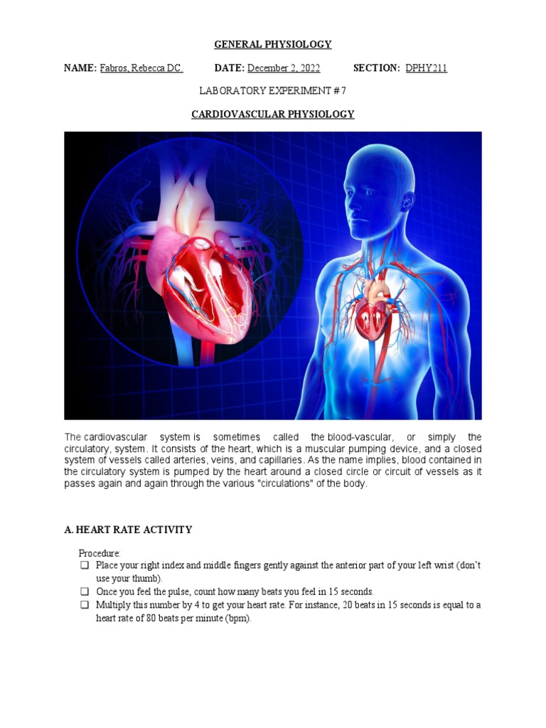 Cardiovascular Physiology Lab Report | PDF