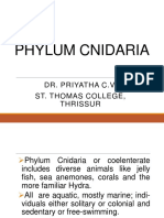 Phylum Cnidaria