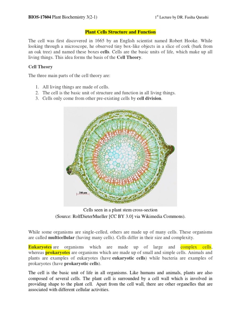 Plant Cell Structure and Function Overview | PDF | Cell (Biology ...