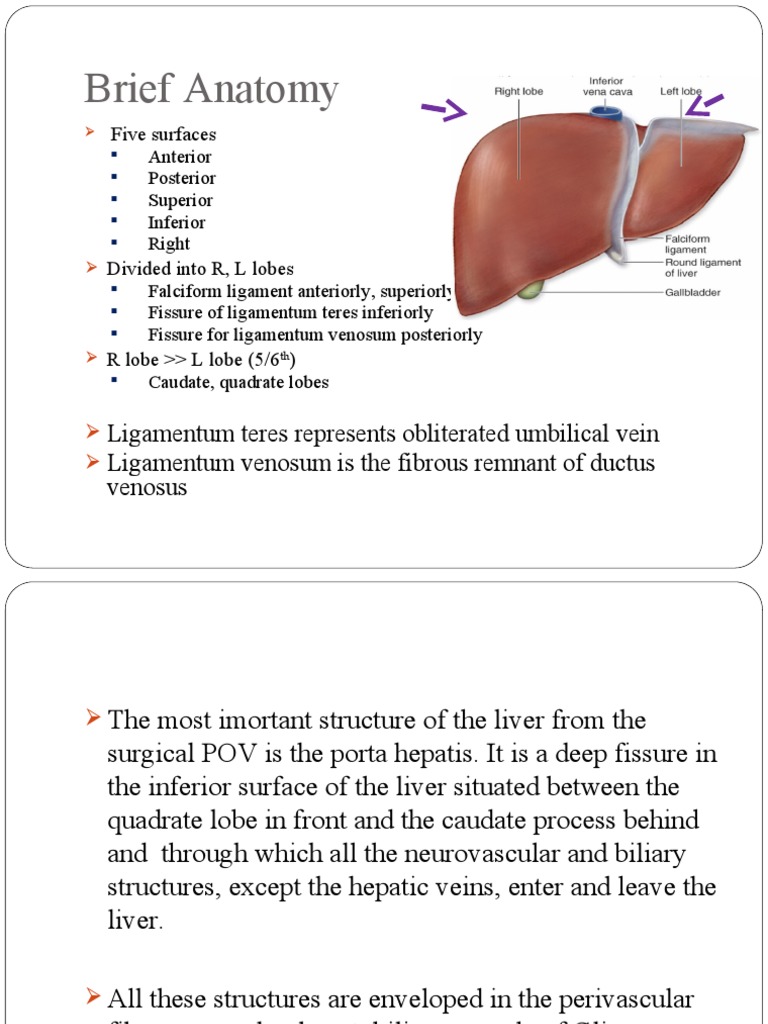 Liver anatomy pdf liver cirrhosis