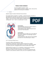 Sistema Cardiovascular: Corazón, Vasos Sanguíneos y Presión Arterial