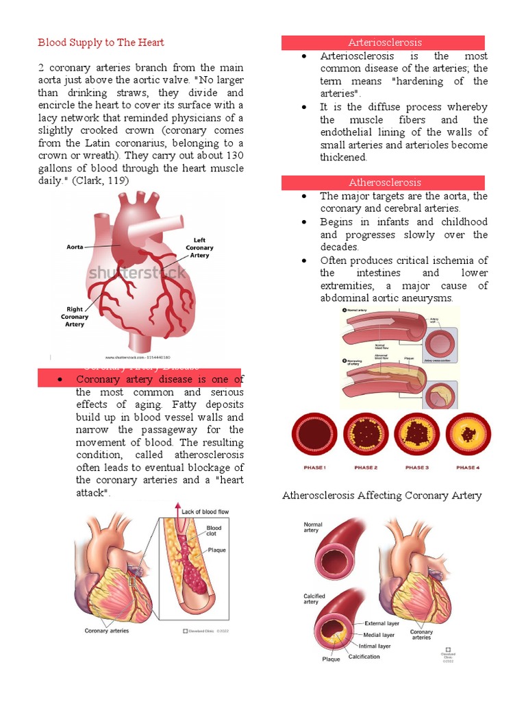 Atherosclerosis | PDF | Atherosclerosis | Coronary Artery Disease